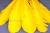 Декоративный Пучок из перьев, перо 23см/желтый - купить в Сочи. Цена: 12.19 руб.